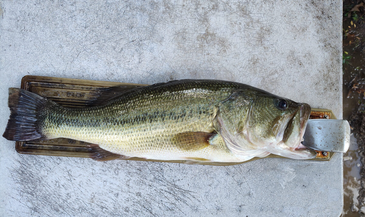 Largemouth bass from the pond on a measuring board