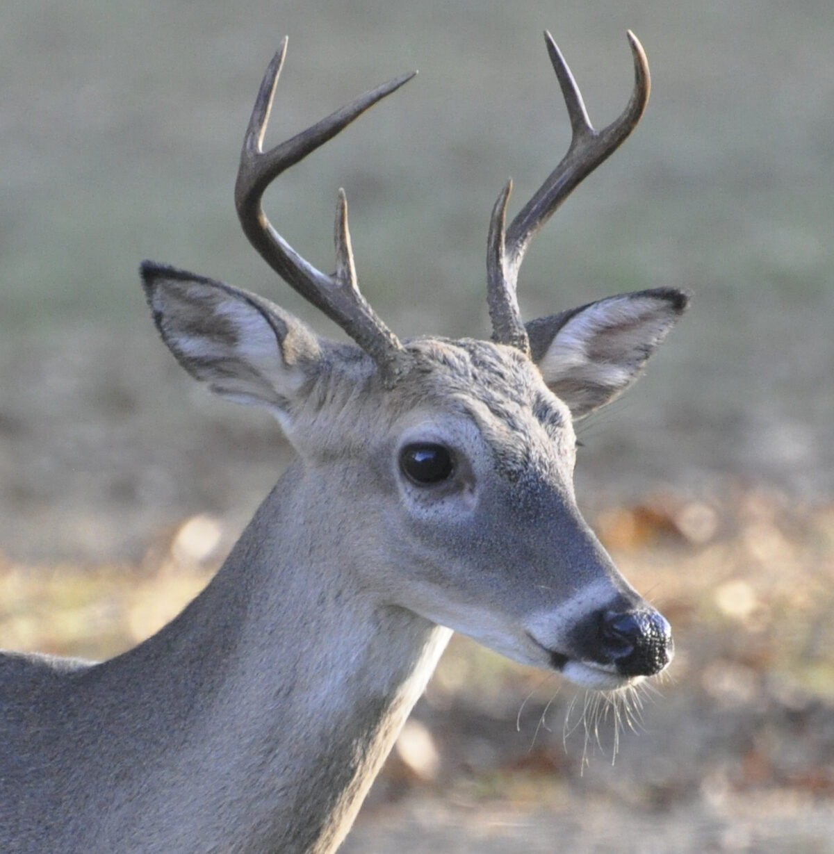 Mature whitetail buck