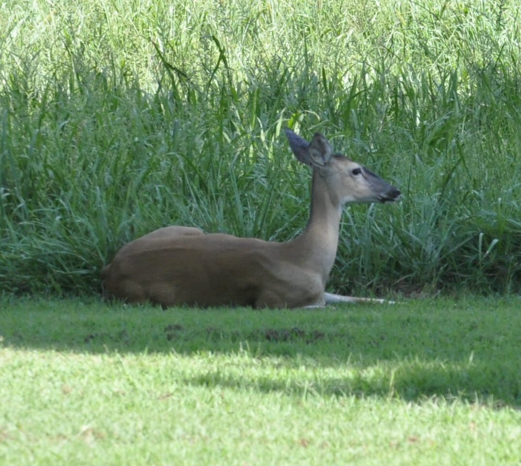 Doe bedded in the yard