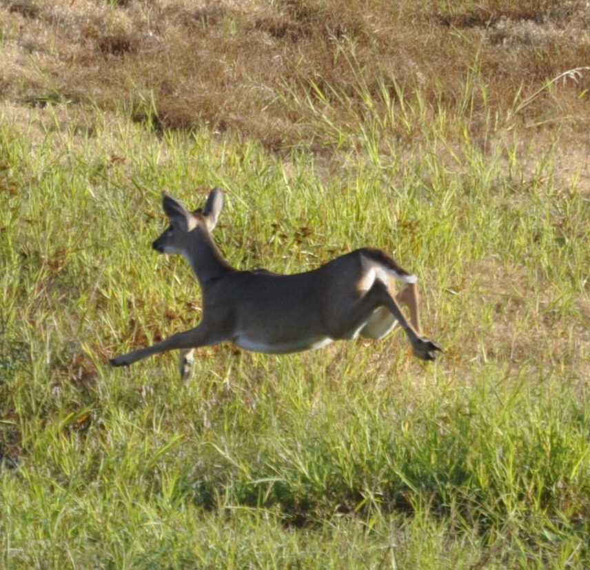 Doe moving through the grass
