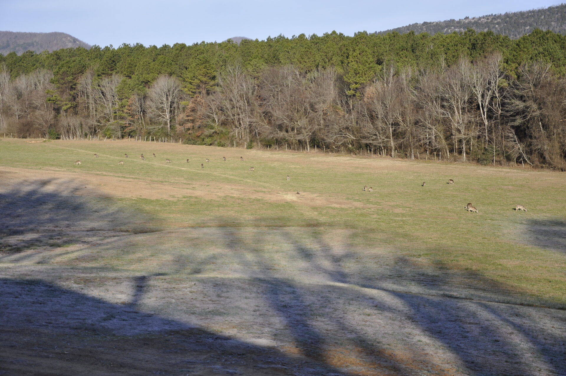 Whitetail herd grazing the open pasture with National Forest timber and mountain behind