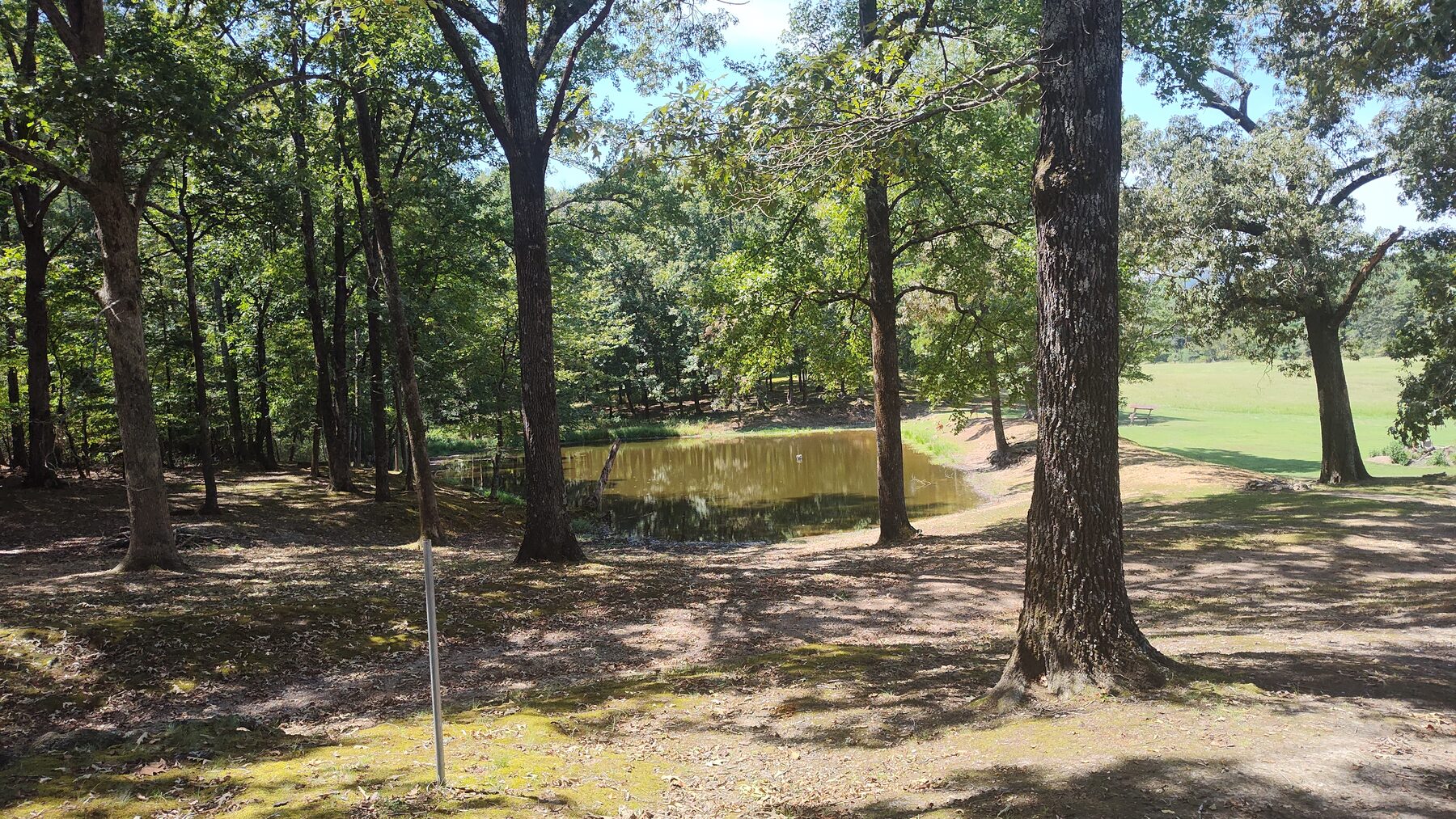 Pond under the oaks