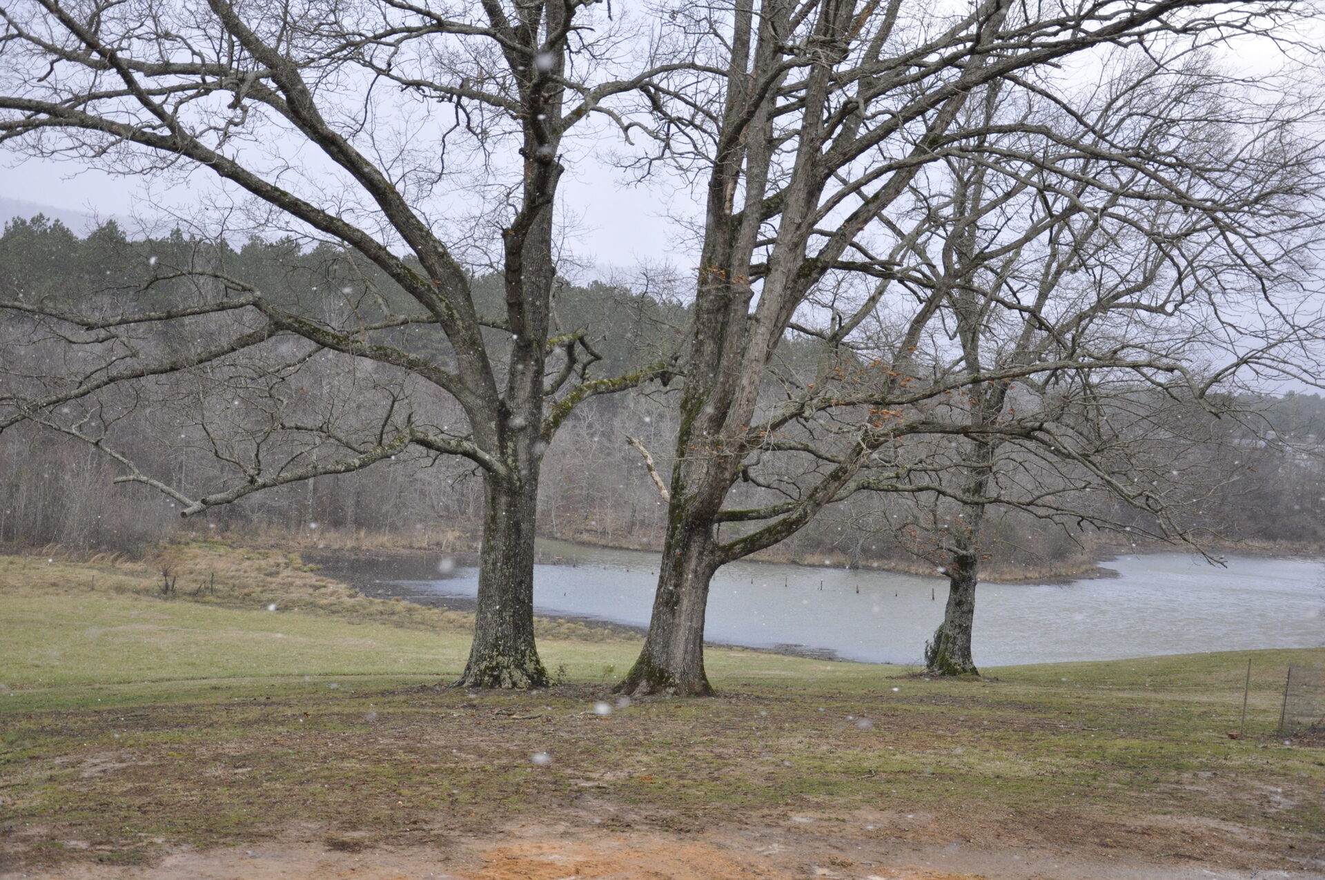 Snow on the oaks and pond