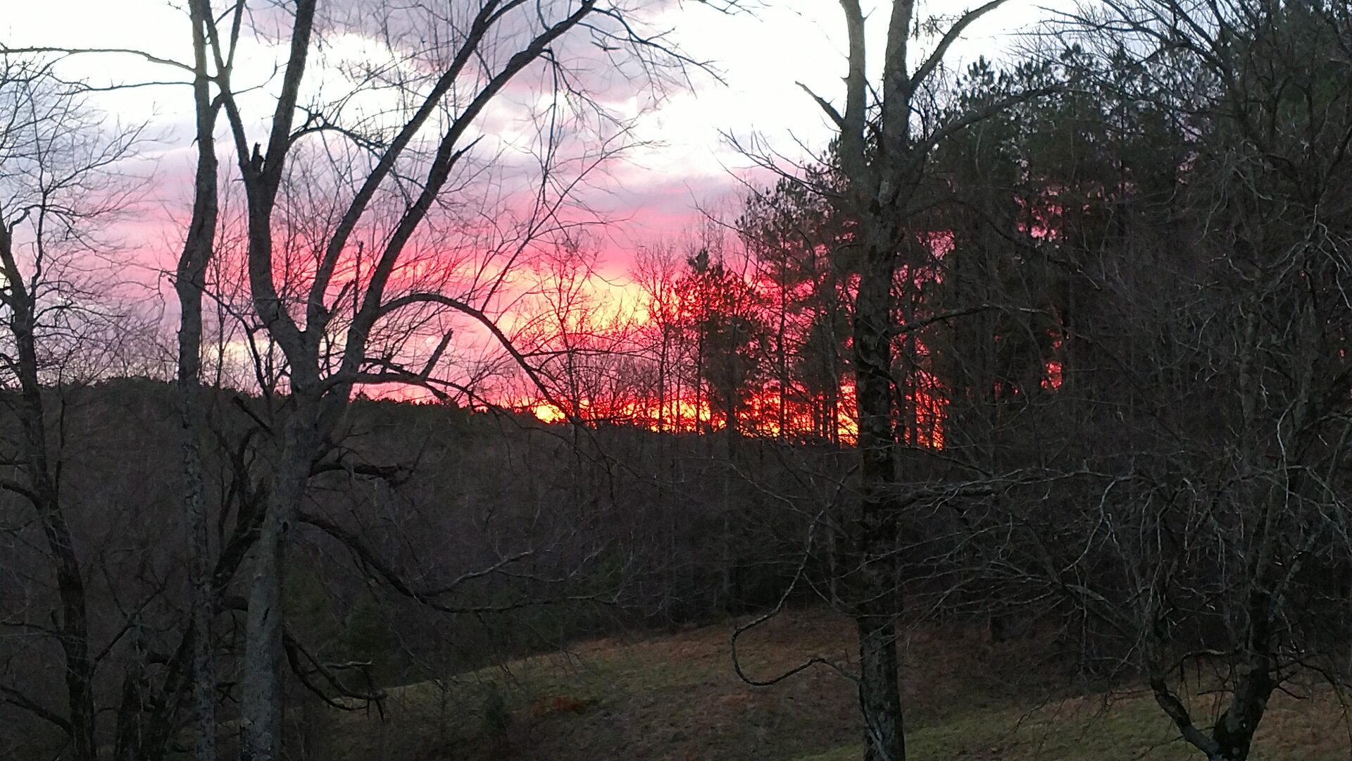 Winter sunset over the timber