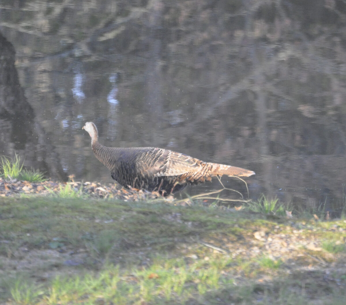 Wild turkey on the pond bank